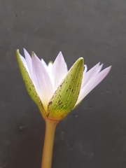 Nymphaea nouchali caerulea