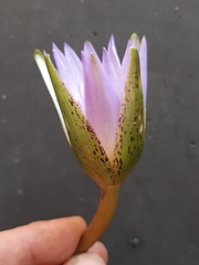 Nymphaea nouchali caerulea