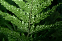 Parapolystichum microsorum