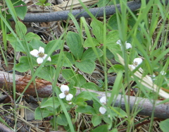 Cornus canadensis