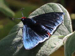 Pyrrhopyge charybdis