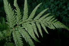 Parapolystichum microsorum