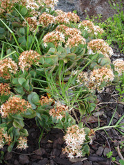 Crassula arborescens arborescens