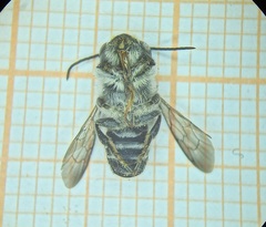 Megachile