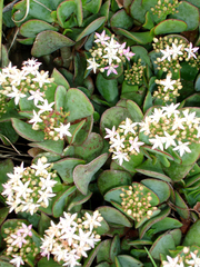 Crassula arborescens arborescens