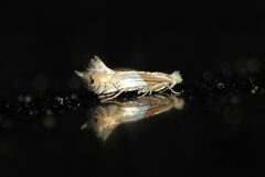 Phyllonorycter roboris