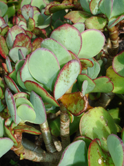 Crassula arborescens arborescens