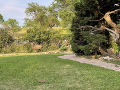 Odocoileus virginianus