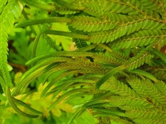 Selaginella delicatula