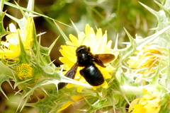 Xylocopa