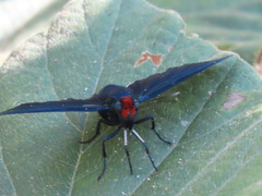 Pyrrhopyge charybdis