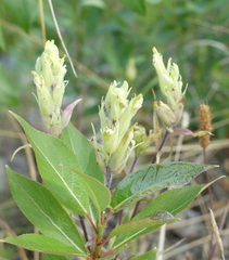Castilleja pallida