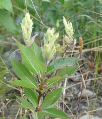 Castilleja pallida