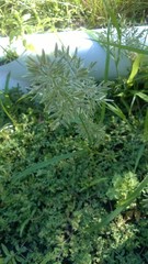 Eragrostis cilianensis