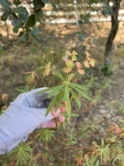 Euphorbia dendroides