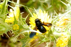 Xylocopa