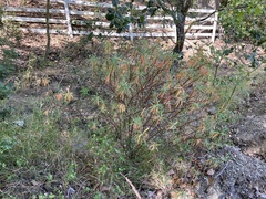 Euphorbia dendroides