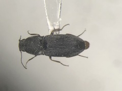Negastrius atrosus