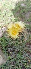 Coryphantha pycnacantha