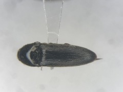 Ampedus impolitus