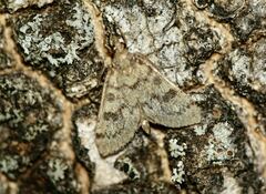 Udea bipunctalis