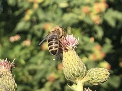 Apis mellifera