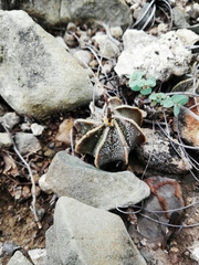 Astrophytum capricorne