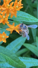 Apis mellifera