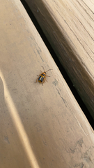 Phyllobrotica