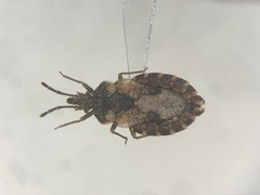 Aradus proboscideus