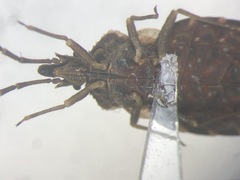 Aradus proboscideus