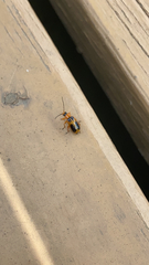 Phyllobrotica