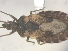 Aradus proboscideus