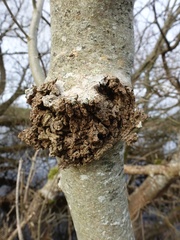 Neonectria ditissima