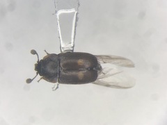 Nitidula bipunctata