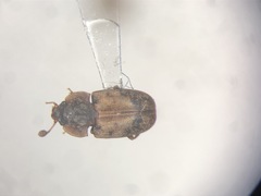 Omosita discoidea