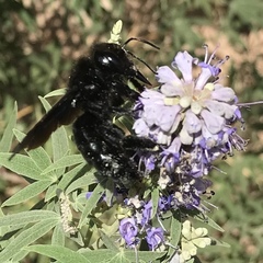 Xylocopa