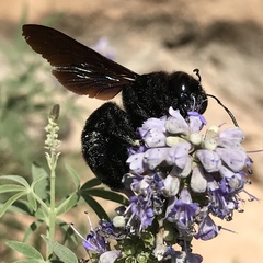 Xylocopa