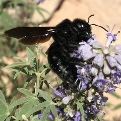 Xylocopa