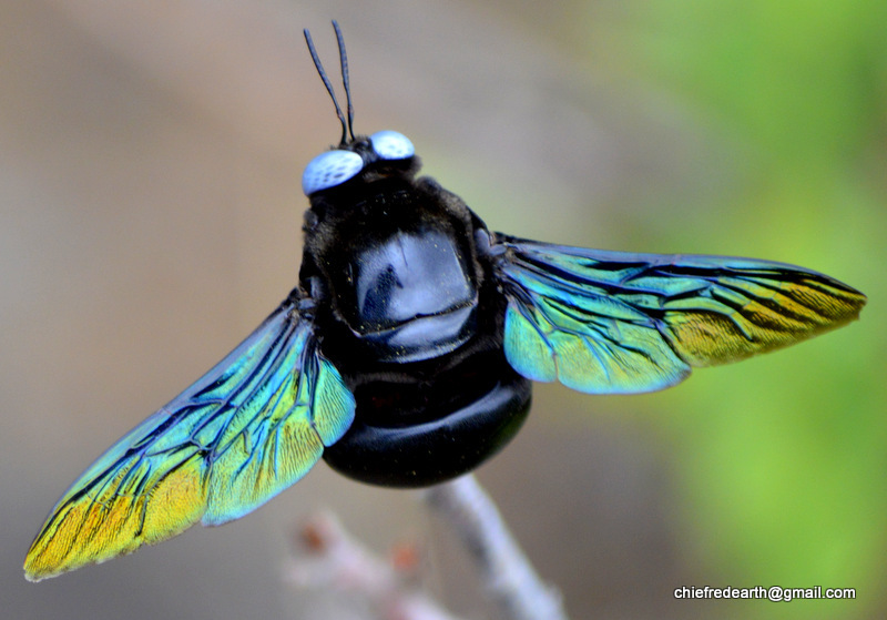 Slender-scaped Carpenter Bee (Xylocopa tenuiscapa) · iNaturalist