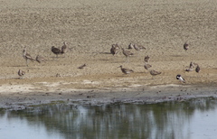 Numenius phaeopus variegatus