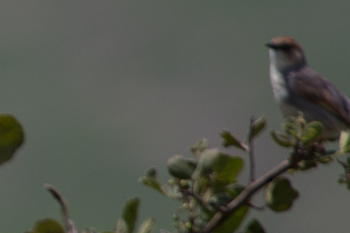 Cisticola cantans