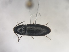 Ampedus mixtus