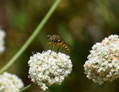 Callinicus pictitarsis