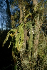 Sophora godleyi