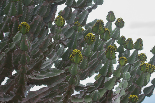 Euphorbia bussei, photograph 1