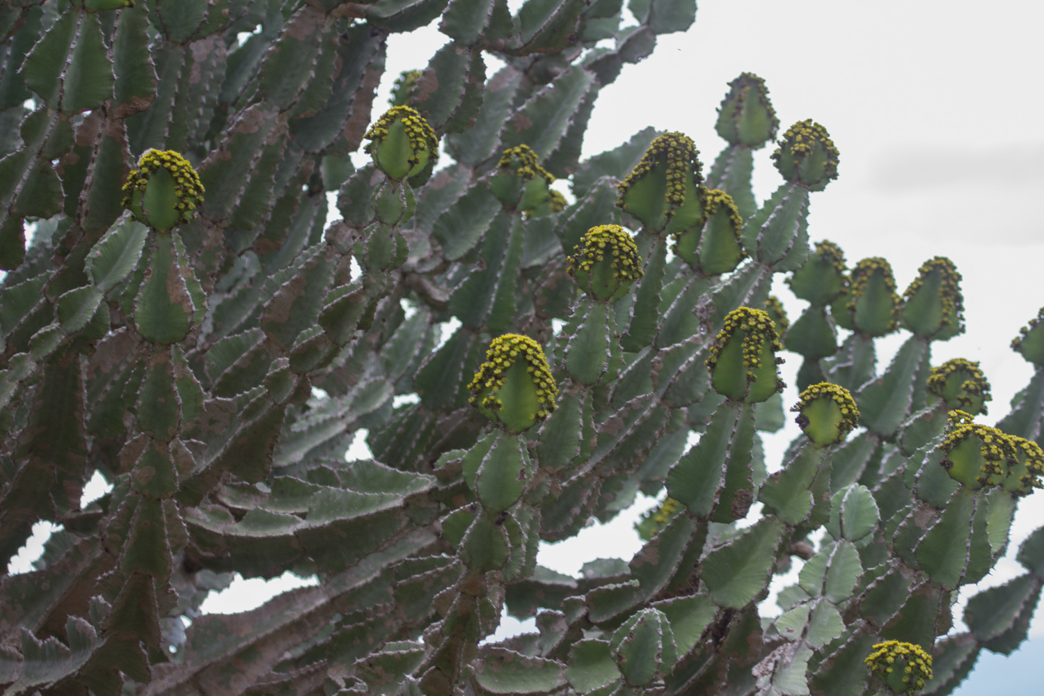 Euphorbia bussei 4