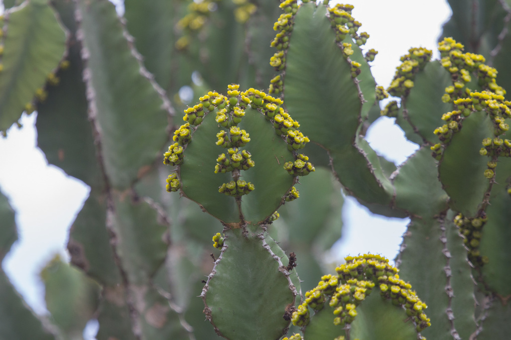 Euphorbia bussei; photograph (c) avocat, some rights reserved (CC BY)