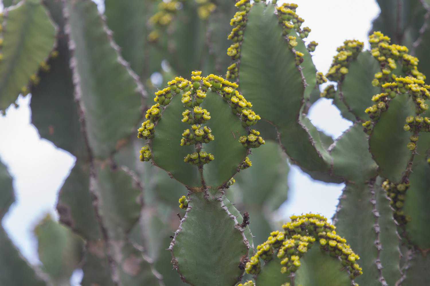 Euphorbia bussei 3