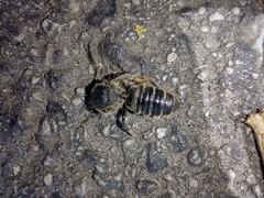 Megachile ericetorum